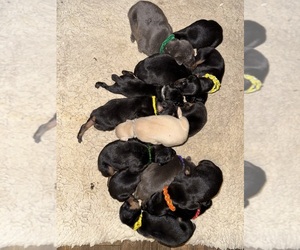 Doberman Pinscher Puppy for sale in RICHMOND, VA, USA