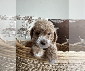 Medium Goldendoodle (Miniature)