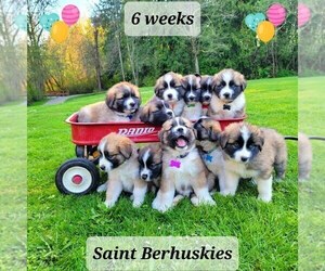 Saint Bernard-Siberian Husky Mix Puppy for sale in SHERWOOD, OR, USA