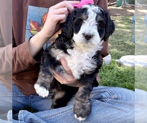 Bernedoodle (Miniature) Puppy for sale in ROY, UT, USA