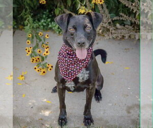 Pepper - Female Beagle-Unknown Mix Dog for Adoption - Photo #7