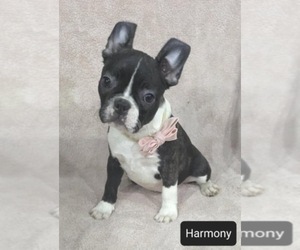 Faux Frenchbo Bulldog Puppy for sale in MINERAL WELLS, WV, USA