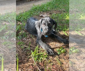 German Shorthaired Pointer Puppy for sale in BRANDON, MS, USA