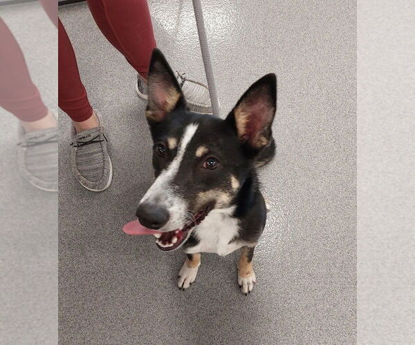 Medium Photo #6 Border Collie-Unknown Mix Puppy For Sale in Bolivar, MO, USA
