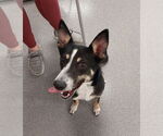 Small #5 Border Collie Mix