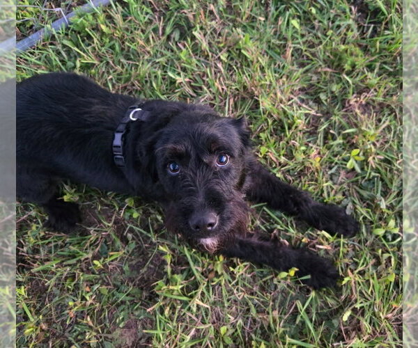 Medium Photo #5 Mutt Puppy For Sale in South Bend, IN, USA