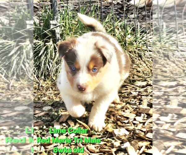 Medium Photo #8 Border Collie Puppy For Sale in BYBEE, TN, USA