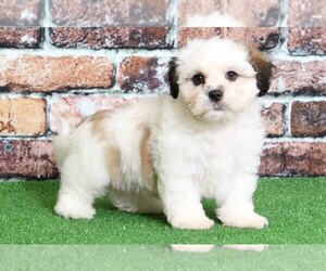 Zuchon Puppy for sale in BEL AIR, MD, USA