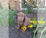 Puppy Cocoa Labrador Retriever