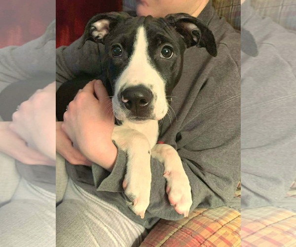 Medium Photo #1 American Pit Bull Terrier-Unknown Mix Puppy For Sale in Germantown, OH, USA