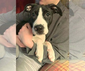 American Pit Bull Terrier-Unknown Mix Dogs for adoption in Germantown, OH, USA