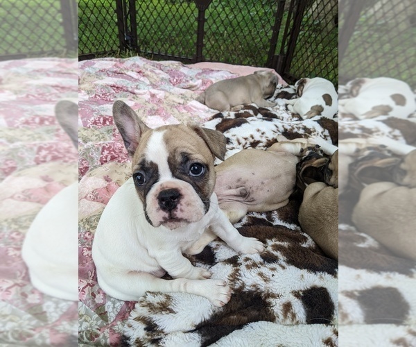Medium Photo #4 French Bulldog Puppy For Sale in LEWISBURG, TN, USA
