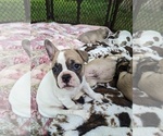 Small Photo #4 French Bulldog Puppy For Sale in LEWISBURG, TN, USA