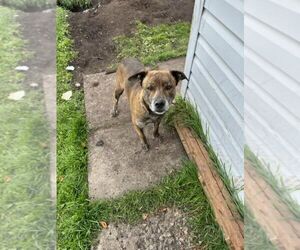 American Pit Bull Terrier-Unknown Mix Dogs for adoption in Calgary, Alberta, Canada