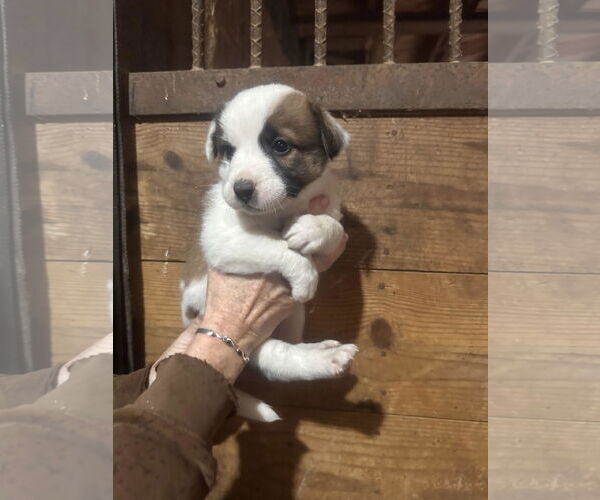 Medium Photo #1 Australian Shepherd-Unknown Mix Puppy For Sale in Mouth Of Wilson, VA, USA