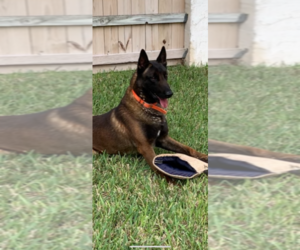 Father of the Belgian Malinois puppies born on 01/17/2021