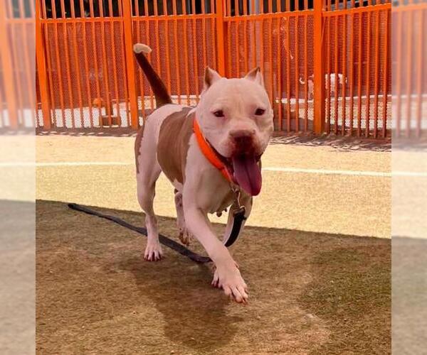 Medium Photo #3 Mutt Puppy For Sale in Las Vegas, NV, USA