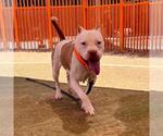 Small #2 Mutt