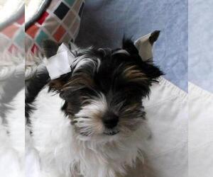 Biewer Terrier Puppy for sale in GREENSBURG, IN, USA