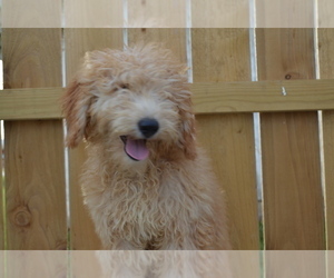 Goldendoodle Puppy for sale in NILES, MI, USA