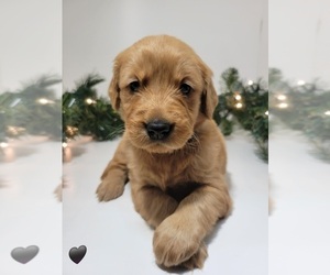 Golden Retriever Puppy for sale in GOODYEAR, AZ, USA