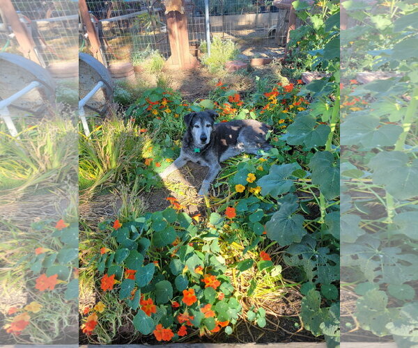 Medium Photo #5 Retriever -Unknown Mix Puppy For Sale in Lindsay, CA, USA