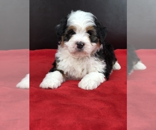 Medium Photo #6 Miniature Bernedoodle Puppy For Sale in SUGARCREEK, OH, USA