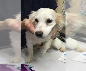 Maltese Dogs for adoption in Riverside, CA, USA