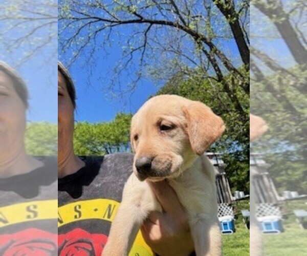 Medium Photo #1 Labrador Retriever Puppy For Sale in MAYSVILLE, GA, USA