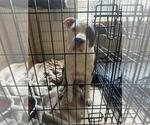 Small Photo #3 American Bully Puppy For Sale in PORTERVILLE, CA, USA