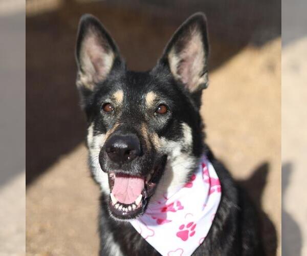 Medium Photo #2 German Shepherd Dog-Unknown Mix Puppy For Sale in San Antonio, TX, USA