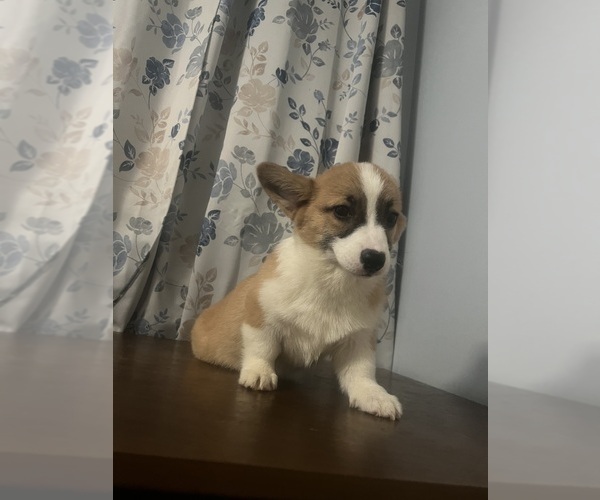 Medium Photo #39 Pembroke Welsh Corgi Puppy For Sale in DURHAM, CT, USA