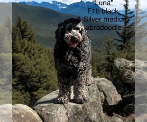 Mother of the Miniature Labradoodle puppies born on 01/01/2026