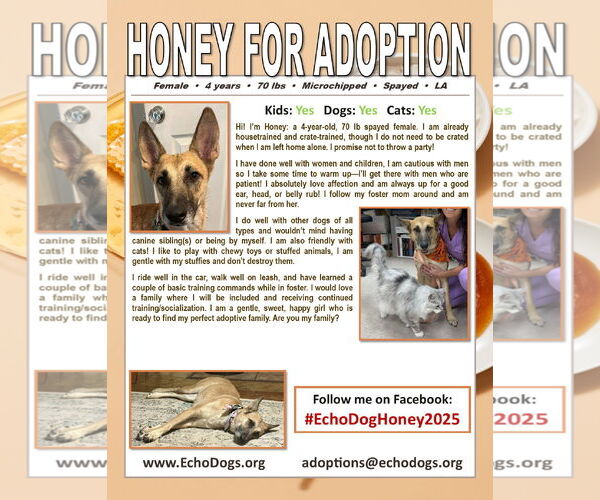 Medium Photo #4 German Shepherd Dog Puppy For Sale in Hoffman Estates, IL, USA