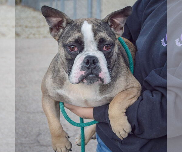 Medium Photo #5 Free-Lance Bulldog Puppy For Sale in Huntley, IL, USA