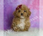 Small #1 Poodle (Miniature)