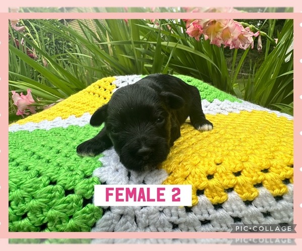 Medium Photo #4 Schnauzer (Miniature) Puppy For Sale in CARRIERE, MS, USA