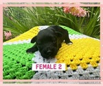 Small Photo #4 Schnauzer (Miniature) Puppy For Sale in CARRIERE, MS, USA