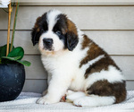Puppy Dylan Saint Bernard