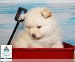 Small Photo #32 Pomeranian-Pomsky Mix Puppy For Sale in RAMSEY, MN, USA