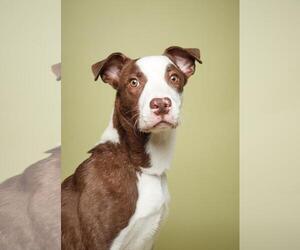 American Pit Bull Terrier-Unknown Mix Dogs for adoption in Plano, TX, USA