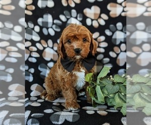 Cavapoo Puppy for sale in QUARRYVILLE, PA, USA