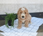 Small Goldendoodle (Miniature)