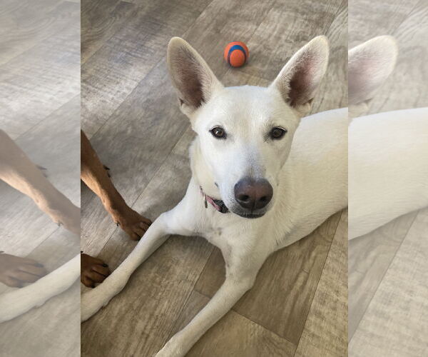 Medium Photo #10 Mutt Puppy For Sale in San Diego, CA, USA