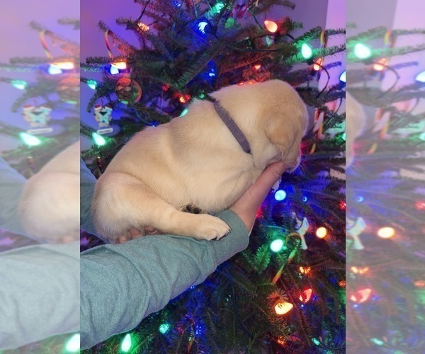 Medium Photo #6 Labrador Retriever Puppy For Sale in FAYETTEVILLE, OH, USA