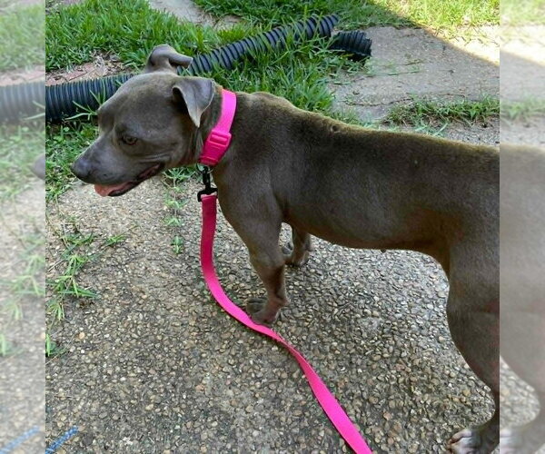 Medium Photo #2 Mutt Puppy For Sale in Wenonah, NJ, USA