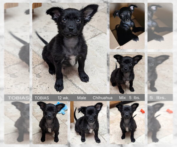 Medium Photo #1 Chihuahua-Unknown Mix Puppy For Sale in Mesa, AZ, USA