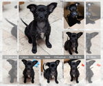 Small Chihuahua Mix