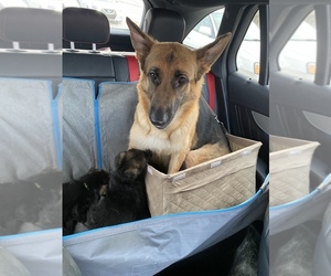Mother of the German Shepherd Dog puppies born on 12/13/2021