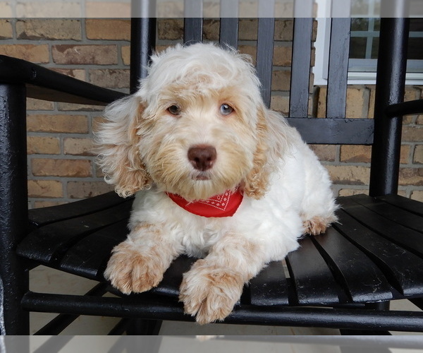 Medium Photo #5 Cockapoo Puppy For Sale in MILLERSBURG, OH, USA